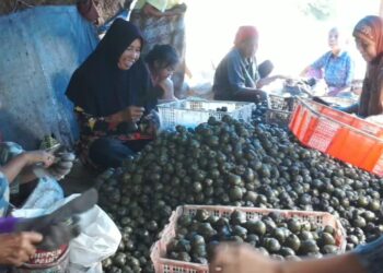Kolang Kaling Andaleh Baruah Bukik Tembus Pasar Sumbar, Riau, Jambi Hingga Vietnam