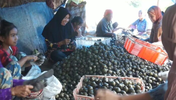 Kolang Kaling Andaleh Baruah Bukik Tembus Pasar Sumbar, Riau, Jambi Hingga Vietnam