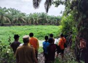 Diduga Diterkam Buaya, Pria Paruh Baya di Tapan Hilang dan Belum Ditemukan