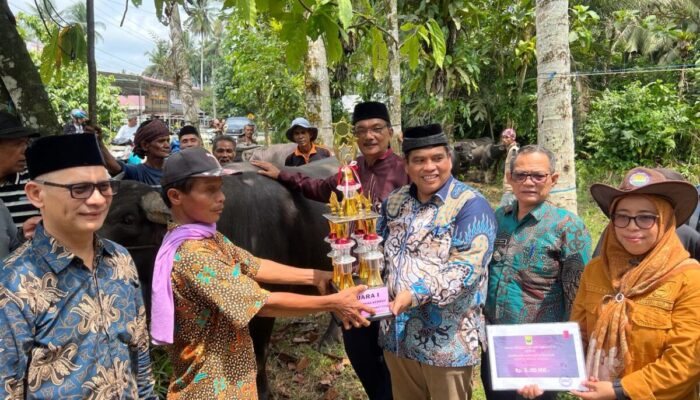 Kontes Ternak “Kabau Gadang” Tradisi Sebelum Lebaran di Padang Pariaman