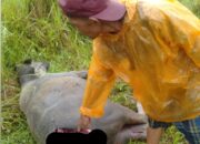 Diduga Diterkam Harimau, Kerbau Warga Tantaman Mati