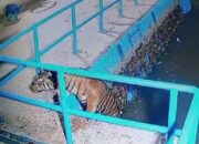 Harimau Muncul di Saluran Air PT PLTMH di Nagari Kajai