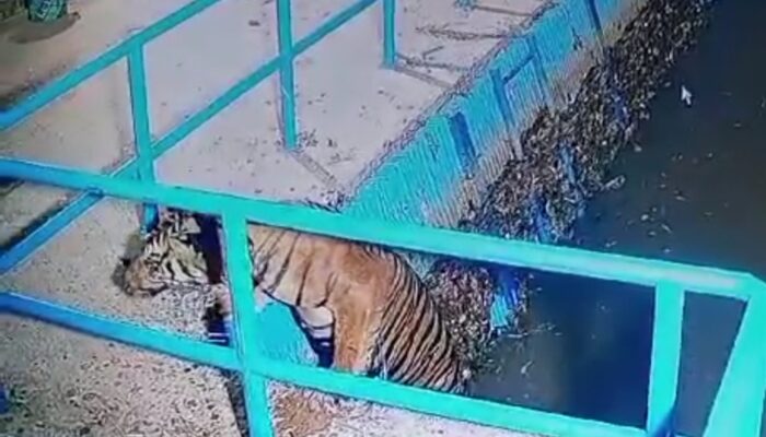 Harimau Muncul di Saluran Air PT PLTMH di Nagari Kajai
