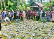 Masyarakat Nagari Parit Malintang Sembelih Kerbau “Bantai Adat” Lebaran Idul Fitri 1445 H/ 2024