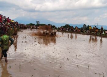 Hibur Perantau, Porwi Tanah Datar Laksanakan Pacu Jawi di Nagari Labuh, Lima Kaum