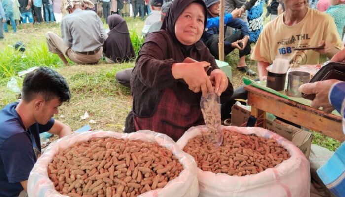 Kacang Barandang Sawah Tangah, Kuliner Khas Saat Pacu Jawi di Tanah Datar