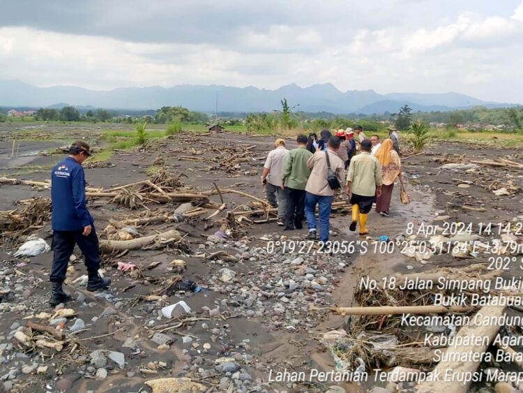 Lahan Pertanian Terdampak erupsi Marapi
