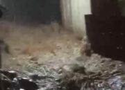 Banjir Bandang Landa Sungaipua, Rumah dan Tiang Listrik Ambruk