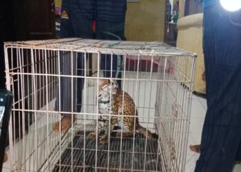 Penjelasan BKSDA Terkait Masuknya Satwa Liar ke Rumah Warga di Sawahlunto