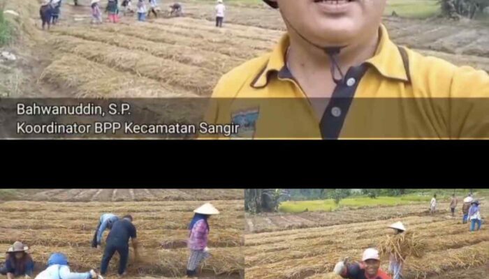 Perdana di Solok Selatan, BPP Sangir Terapkan Sistem Tanam M-TOT di Lubuk Gadang Selatan