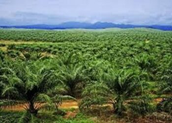 PT. TKA menerima tandan buah segar dari masyarakat. IST