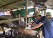 Jelang Iduladha, Dispangtan Lakukan Pemeriksaan Hewan Kurban
