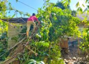 BPBD Padang Bersihkan Material Pohon Tumbang yang Timpa Rumah Warga
