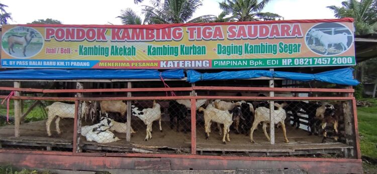 Menjelang Iduladha, pembeli mulai ramai di Pondok Kambing Tiga Saudara Jl. Bypass Padang. Harga kambing bervariasi mulai Rp2 juta hingga Rp4,5 juta. RAMADHANA