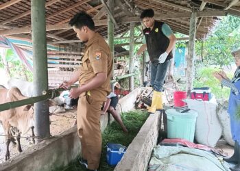 Jelang Idul Adha, Kota Pariaman Siapkan 800 Ekor Hewan Kurban