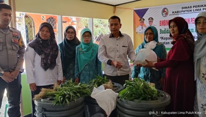 Gabungkan Budidaya Ikan dan Tanam Sayur Secara Aquaponik, Begini Budidaya Budikdamber Ala Warga Tatantang!