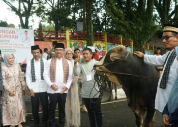 Pemkab Solok Selatan Kurban 44 Ekor Sapi