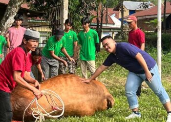 PT MT Group Kurban Dua Ekor Sapi Simental dengan Bobot 910 Kg