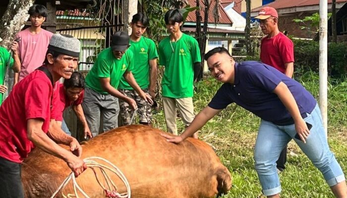 PT MT Group Kurban Dua Ekor Sapi Simental dengan Bobot 910 Kg