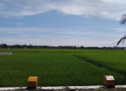 Surplus Beras Berkurang di Padang Pariaman 