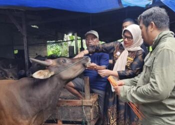 Pastikan Hewan Kurban ASUH, Dinas Pertanian Cek Ribuan Sapi