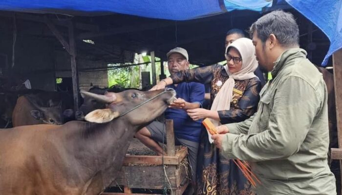 Pastikan Hewan Kurban ASUH, Dinas Pertanian Cek Ribuan Sapi
