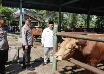 Jelang Iduladha Kapolres Pasbar dan DPP Tinjau Pasar Ternak