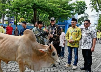 Perumda Air Minum Kota Padang kurbankan 89 ekor hewan kurban yang terdiri dari 51 ekor sapi dan 38 ekor kambing pada hari Iduladha 1445 H.