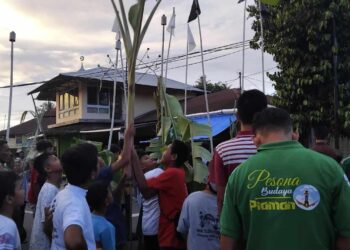 Disaksikan Ratusan Masyarakat, Prosesi Maambiak Batang Pisang Budaya Tabuik Berlangsung