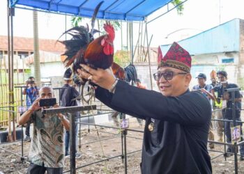 Ratusan peserta ikut memeriahkan lomba Ayam Kukuak Balenggek dalam pergelaran HUT Kota Padang ke-355.
