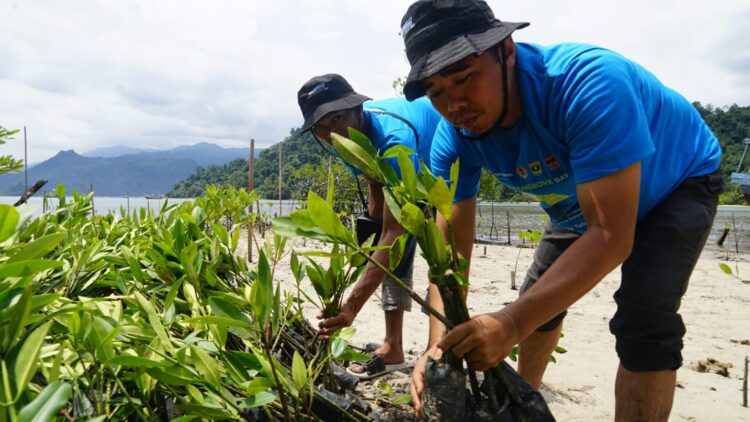 PENANAMAN MANGROVE – Pertamina Sumbagut bersama Pemerintah Daerah Sumbar melakukan penanaman 1.000 bibit mangrove di kawasan Desa Wisata Teluk Buo Padang, Sumatera Barat, Kamis (1/8). IST