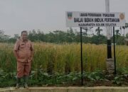 BBI Dispertan Solsel Siap Edarkan 1 Ton Bibit Beras Merah