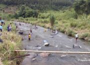 Menjala Ikan Larangan Batu Kasek Nagari Salimpek Dibuka, Peserta Banyak dari Luar Daerah