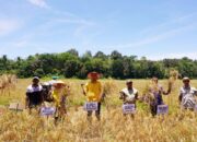 Dihadiri Bupati Sijunjung, Kelompok Tani Tarote Gelar Field Day Panen Padi