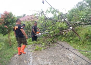 Hujan dan Angin Kencang di Kota Padang Sebabkan Pohon Tumbang, Ini Sebarannya