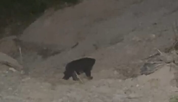 Beruang Berkeliaran, Petani Nagari Tanjung Alam Dharmasraya Mulai Resah
