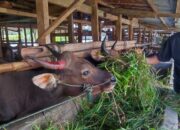 Jurus Kolaborasi Japfa Comfeed Sukseskan Pengentasan  Stunting Hingga Dorong Optimalisasi  Potensi Ekonomi Sumbar