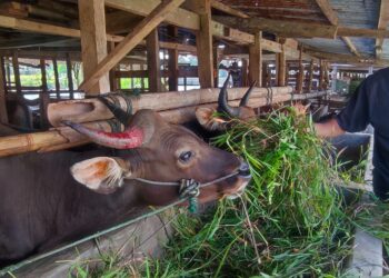 Jurus Kolaborasi Japfa Comfeed Sukseskan Pengentasan  Stunting Hingga Dorong Optimalisasi  Potensi Ekonomi Sumbar
