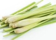 Tak Hanya Jadi Bahan Penyedap Makanan, Ini Tujuh Manfaat Serai Bagi Kesehatan!