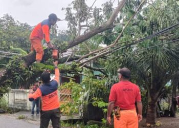 Aksi Cepat TRC BPBD Padang Atasi Pohon Tumbang di Batipuh Panjang