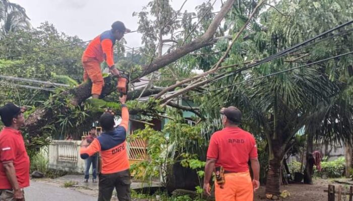 Aksi Cepat TRC BPBD Padang Atasi Pohon Tumbang di Batipuh Panjang