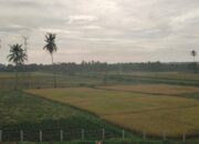 Padang Pariaman Bangun 16,247 Km Saluran Irigasi Tersier dalam Rentang Waktu 2021-2023