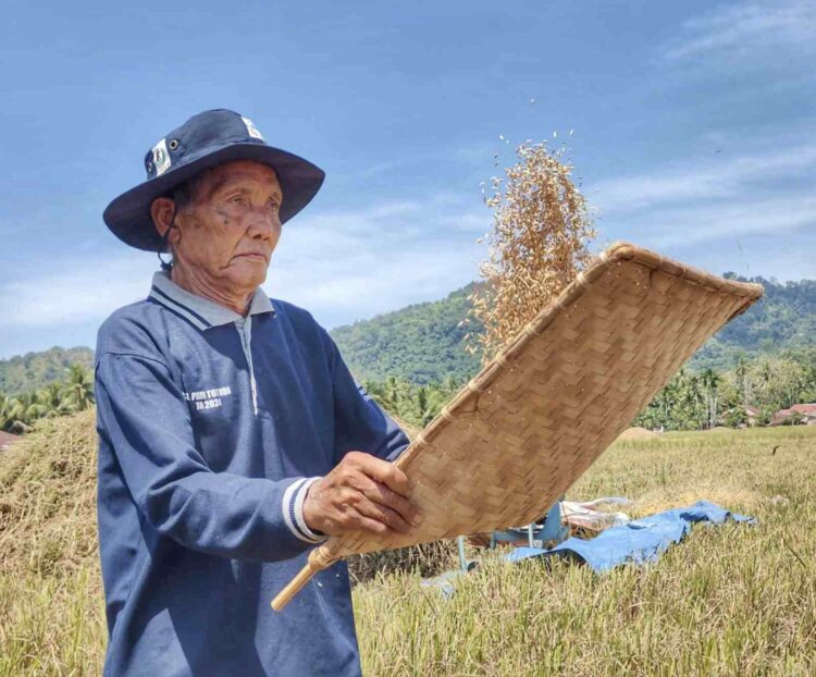 Makmur, salah seorang petani dari Nagari Asam Kumbang Gantiang Bayang, Pessel, saat panen padi MTOT, Sabtu (26/10). FARDIANTO