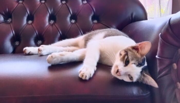 Kucing Anda Demam? Jangan Khawatir, Begini Cara Merawatnya