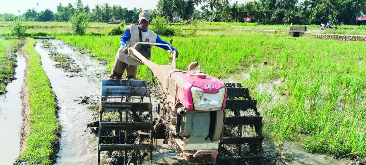 Petani membajak sawah menggunakan traktor di Pakandangan Gindo, Padang Pariaman, Senin (14/10). Pemerintah akan mempercepat program cetak sawah baru seluas guna mendukung salah satu visi Presiden Prabowo, swasembada pangan. ALDI HARBI