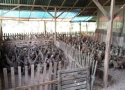 Kota Pariaman Salurkan Bantuan Ternak Tahap Dua