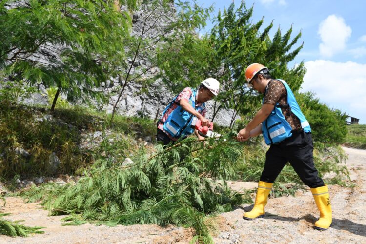 Sejumlah petugas tengah melakukan pemanenan kayu Kaliandra yang ditanam oleh PT Semen Padang di lahan bekas tambang batu kapur. IST