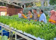 Tingkatkan Swasembada Pangan, Polresta Padang Panen Raya Sayur Hiydroponik dan Ratusan Ikan