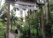 Wisata Lubuk Jambu,  Pemandian Sungai Alami Sikucur Kampung Dalam