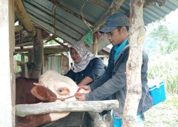 Kasus PMK Kembali Ditemukan, Peternak Diminta Jalankan Biosekuriti